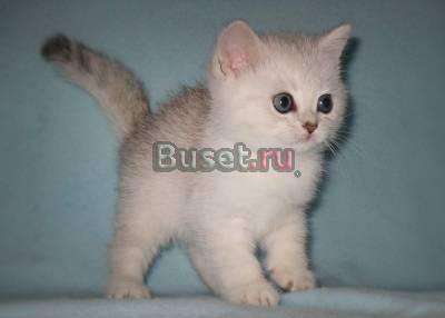 Британские котята редких окрасов Москва
