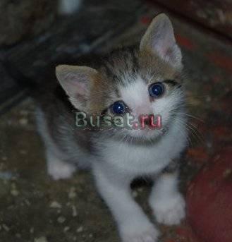 Котята 1,5 мес. в добрые руки Санкт-Петербург