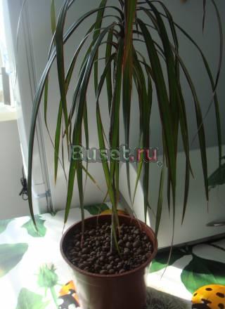 Драцена Санкт-Петербург