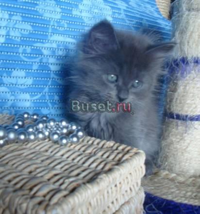 Сибирские и невские маскарадные котята - тигрята Москва