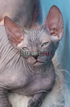 Кошечка донского сфинкса Хабаровск