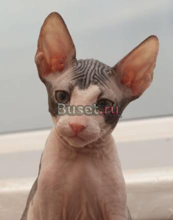 Котенок донского сфинкса Челябинск