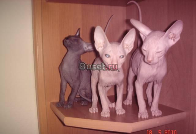 Peterbald-котята Новосибирск