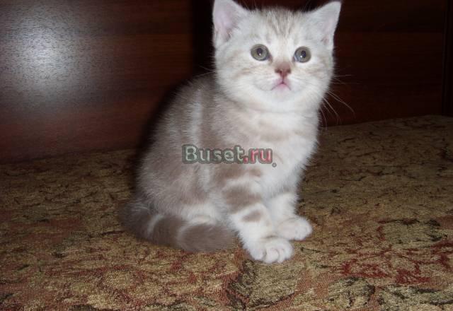 Шотландские  котята Санкт-Петербург
