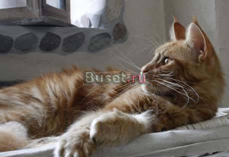Котята мейн кун Волгоград