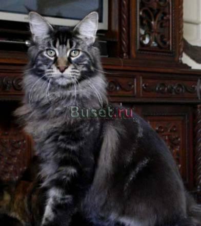 Котята мейн кун Казань