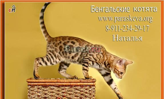 Бенгальские котята Санкт-Петербург