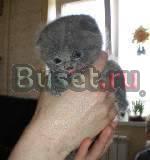 Британские и вислоухие котята-Ленинградское шоссе Солнечногорск