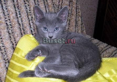 Котята Санкт-Петербург