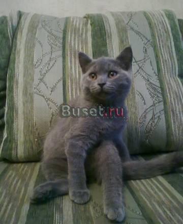 Бринский котёнок Москва