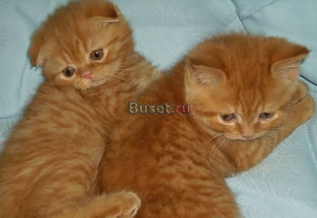 Шотландские котики 2 мес Москва