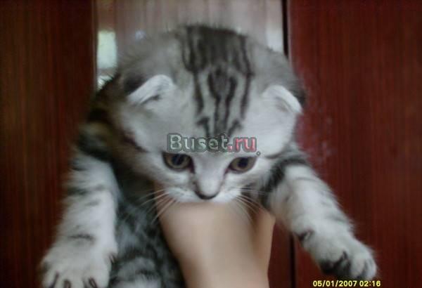 Продам вислоухую кошечку Омск