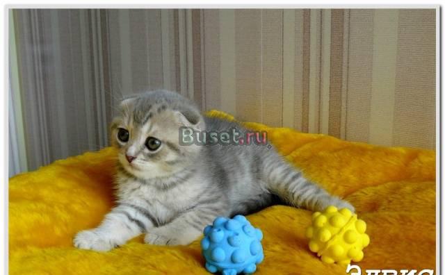 Шотландские котята Екатеринбург