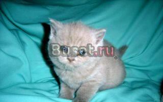 Лиловые плюшевые котики и кошечки Москва