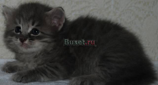 Отдам в добрые руки котят Москва