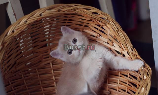 Британский котик 1,5 мес. -карамелька Санкт-Петербург