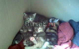 Отдадим в добрые руки котят Москва