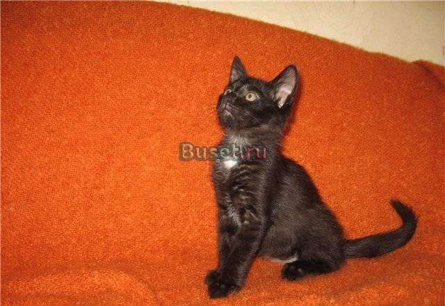 2х месячные котята в добрые руки Москва