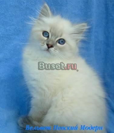 Невские маскарадные котята Москва