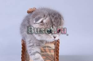 Шотландские вислоухие котята Москва