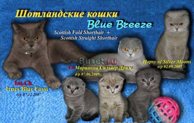 Шотландские котята Ковров