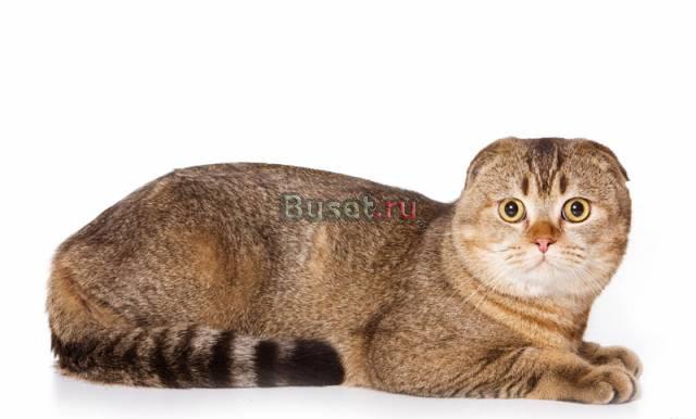Шотландский вислоухий кот приглашает на вязку Москва
