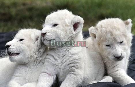 Белый детенышей кошачьих детей лев, Гибридная дете Санкт-Петербург