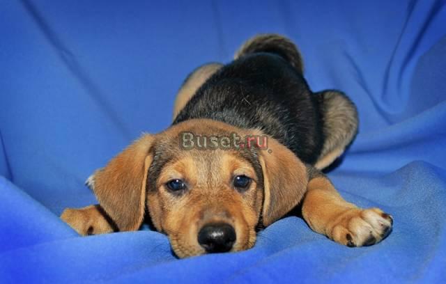 Ульянка-атаманка 2 мес в дар Москва