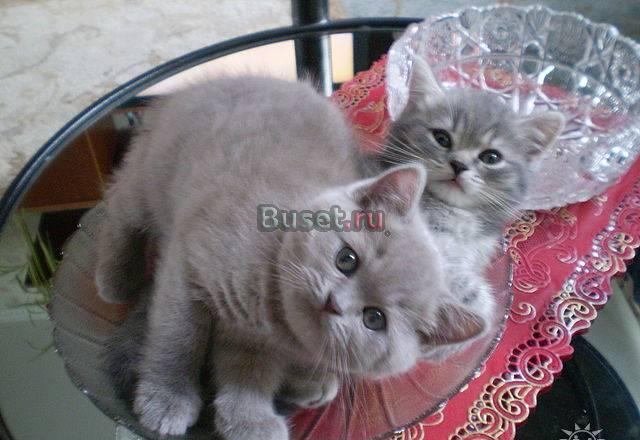 Британские клубные котята с документами Москва