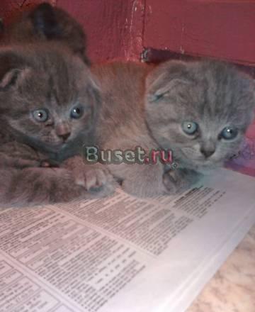 Шотландские котята Санкт-Петербург