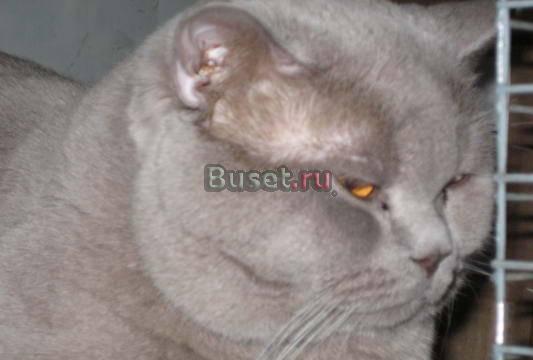 Кот Грандинтерчемпион для вязок Казань