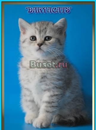 Британские котята  из питомника Daryacats Москва