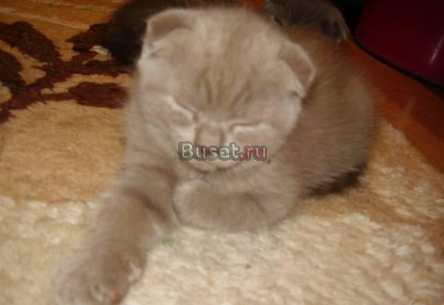 Чудные шотландские вислоухие котята Санкт-Петербург