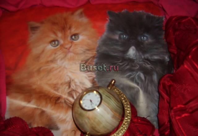 Котята персы Санкт-Петербург