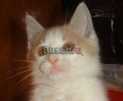 Котенок Сенька (2 мес) - рыже-белый чудо-малыш Москва