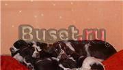 Английский спрингер спаниель Пермь