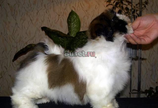 Ши тцу щенки с великолепной родословной Москва