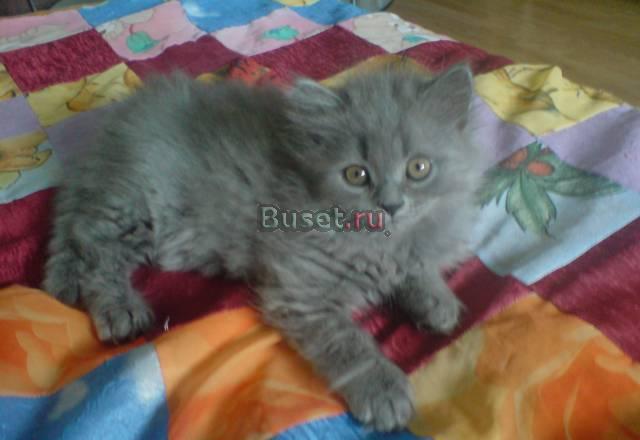 Британские котята Химки