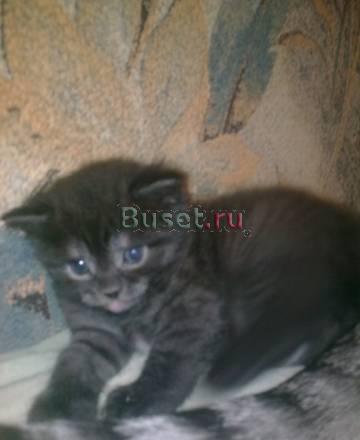 Британских котят Самара
