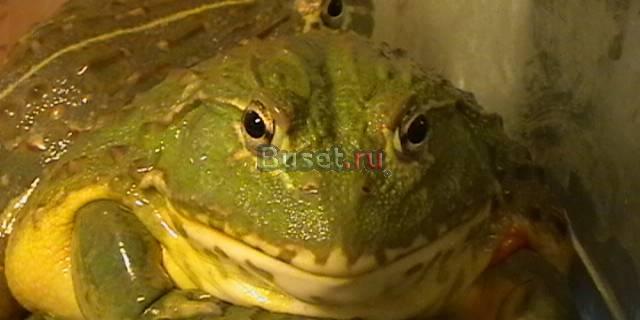 Водоносы Москва