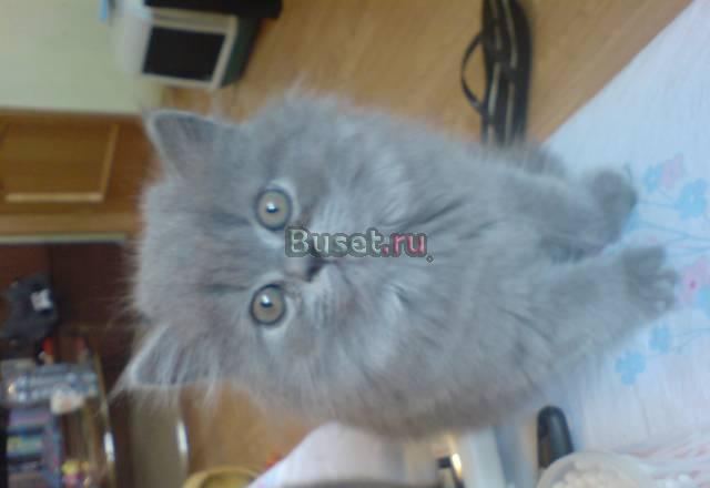 Британские котята Химки