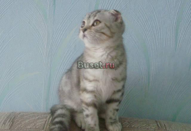 Шотландские Асбест