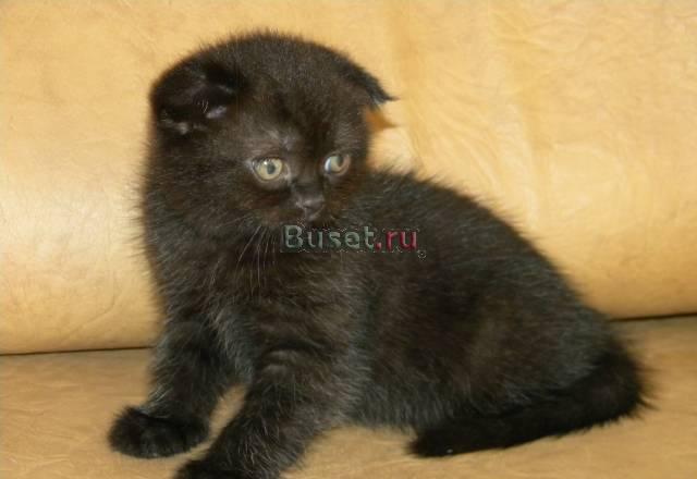 Шотландские вислоухие кошечки Москва