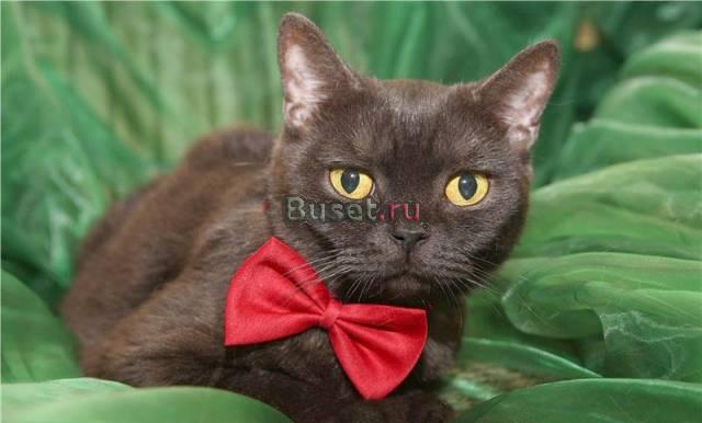 Черный бриллиант Джипа (скотиш страйт, 3 года) Москва