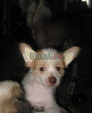 Щенки Осташков