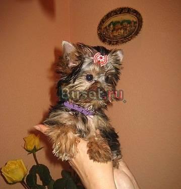 Куплю мини йорка Москва