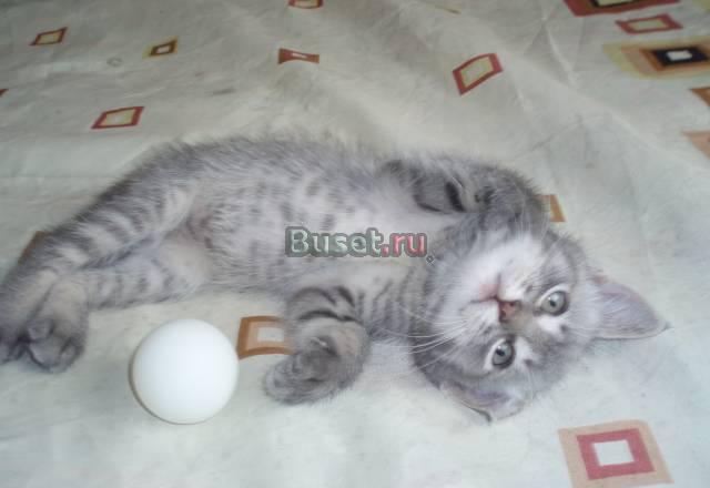 Котята Мытищи