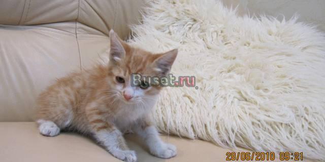 Котенок курильского бобтейла Саратов