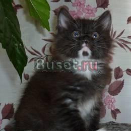Курильский бобтейл. Мальчик 2 месяца Балашиха
