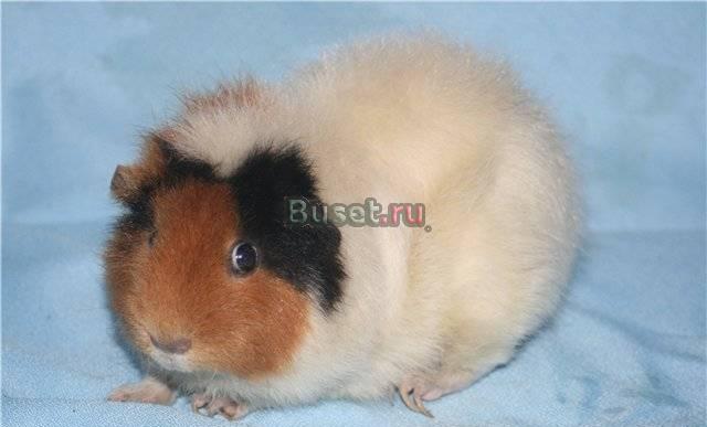 Морская свинка мальчик-рекс Москва